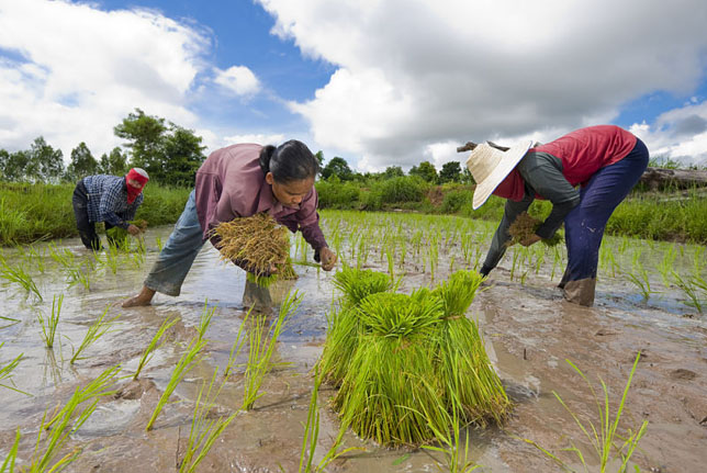 Issaan hard labeur rijstvelden